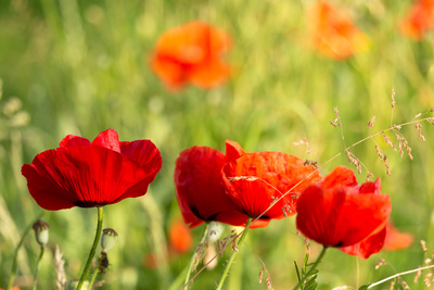 Kostenloses Foto Mohn im Garten pixelio.de